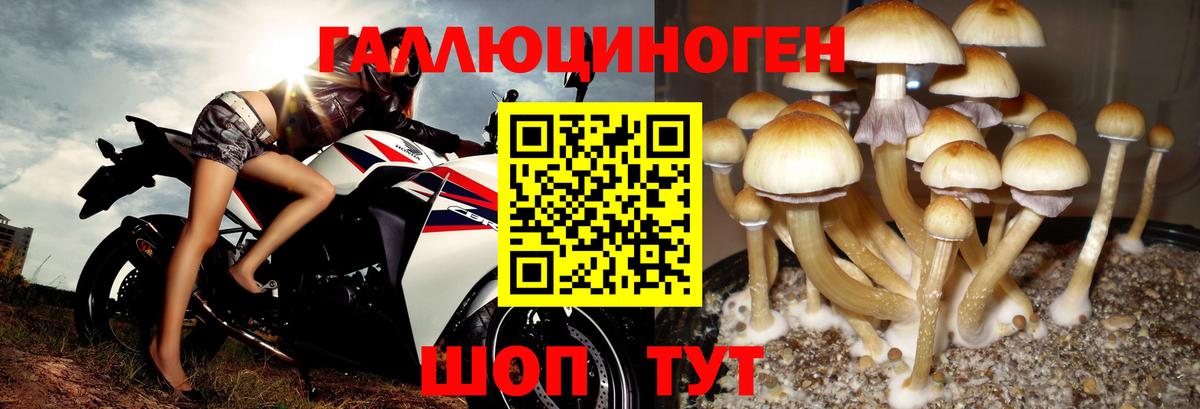Галлюциногенные грибы Psilocybe  Вход с VPN  Омск 